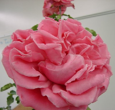   Rosa hybrida  -  Hybrid Tea Rose  -  Rosaceae