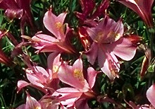 Alstroemeria Species - Peruvian Lily  -  Liliaceae  