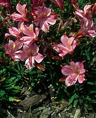 Alstroemeria Species - Peruvian Lily  -  Liliaceae  