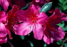 Rhododendron Species  -  Azalea  -  Ericaceae  