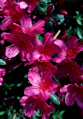 Rhododendron Species  -  Azalea  -  Ericaceae  