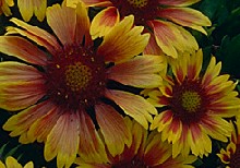   Gaillardia grandiflora  -  Blanket Flower  -  Asteraceae  