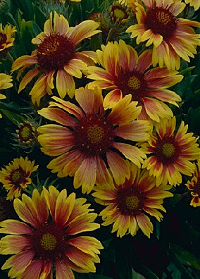 Gaillardia grandiflora  -  Blanket Flower  -  Asteraceae  