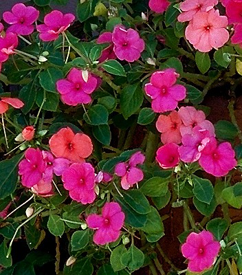 Impatiens wallerana  -  Impatiens  -  Balsaminaceae  