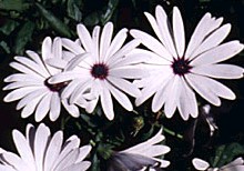   Osteospermum fruticosum  -  Freeway Daisy  -  Asteraceae  