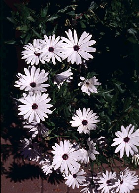 Osteospermum fruticosum  -  Freeway Daisy  -  Asteraceae  